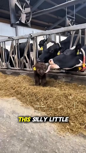 4.1K views · 59 reactions | Don’t be fooled by this goofy little...