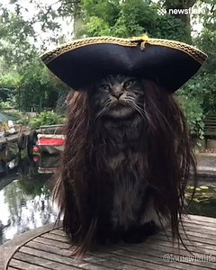 Meet... Captain Jack S-purr-ow 😻 | VT