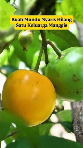 Mundu Fruit‼️ The Rare Relative of Mangosteen‼️