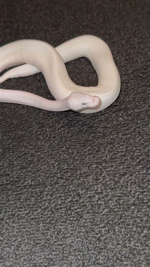 Bel ball python #fyp #animals #reptiles #snakes #pets #nature #wildlife #cutepets #snakebreeder #1