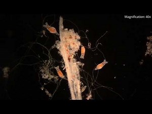 The World in Darkfield - Microscopic Life Under the Microscope