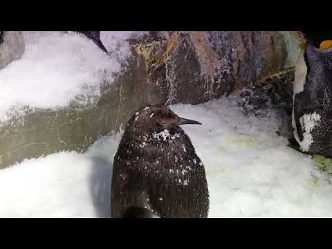 【海遊館】雪の降り注ぐオウサマペンギンのヒナ