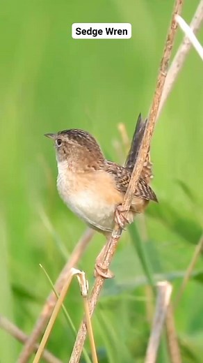 Sedge Wren singing #reels #bird #nature #sound #singing | Okicau