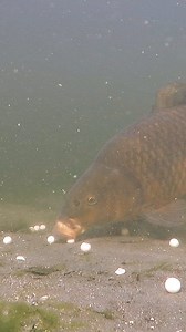 93K views · 786 reactions | What is the carp eating? | Underfishing | Facebook
