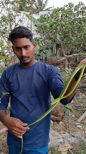 Vine Snake hiding in plain sight 👀🌿 — rescued and released safely!” #vinesnake#wildlife #venomoussn