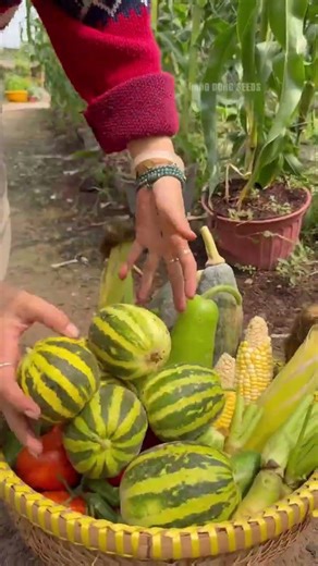 Cắt bí sáp, khổ qua trái tim, mướp hương #nôngnghiệp #farming #nongcamquynh #organicfarming #satisfy