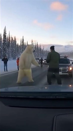 Polar Bear vs Human 🐻‍❄️