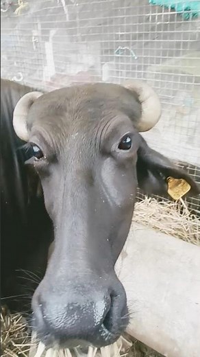 Raataan Lambiyan – Official Video | Shershaah | Sidharth – Kiara | Tanishk B| Jubin Nautiyal |Asees