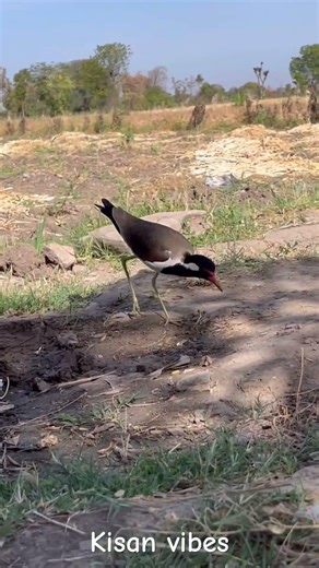 Beautiful birds view 🌅Birds in the sky 😍Peaceful birds moment 🕊️Birds morning vibes ☺️