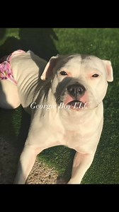 We love our baby's.... in loving memory our the ones taken too soon from us never enough time... But our lives have been forever touched by you 😢RIp George, jazzy, Bently, Rudder .....Lacy, Nash, Kane , Cash, Louis Lou Lou, Journey Girl, and the rabbits are keeping us busy... | Georgie Boy the Monkey