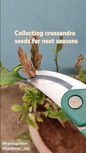 "How to Collect Crossandra Seeds for Next Season 🌱 | Easy Gardening Tip!" #plantcare #shorts #seeds