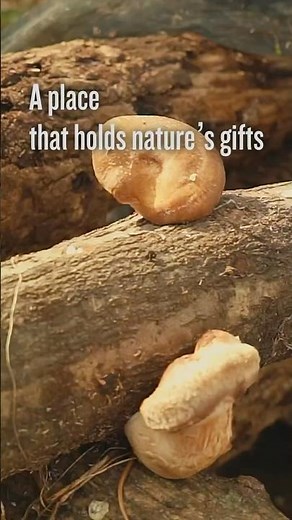 Building a Log Rack for Shiitake | From Wood to Harvest