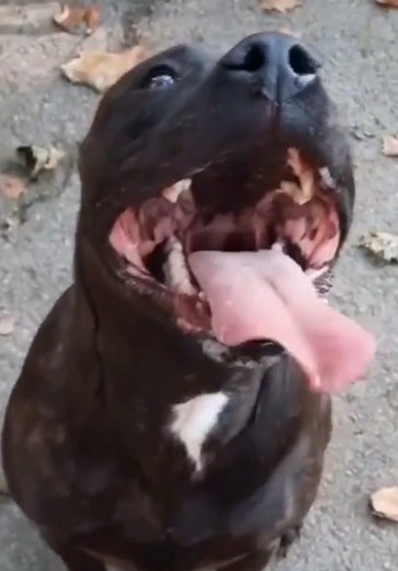 #malinois #malinoisoftiktok #malinoisdog #malinoislovers #arabtiktok #🇲🇦🇩🇿🇹🇳 #dog #k9