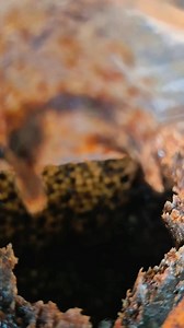 27K views · 559 reactions | Australian native stingless bees Austroplebeia australis  . . . . . . . . . . . . . . . . . . . . . . . . #beekeeper #bees #australia #insectlovers #beesofinstogram #polinators #brisbane #scary #meliponiculture #awesomeearth #beephotogtaphy #creepy #apismellifera #sustainability #fear #backyardbeekeeping #crazy #fear #trendingreels #viral #viralvideos #stinglessbees #wax #amazing ##australia | Urban Native Bees | Facebook