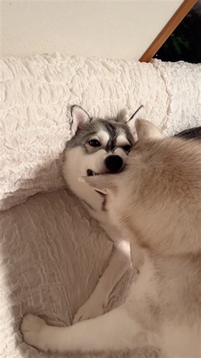 体力おばけすぎるハスキー #シベリアンハスキー #ハスキー #ハスキー犬