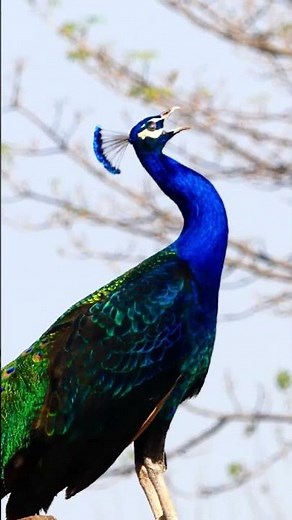 Peacock calling in the morning - Peacock voice sound #peacocksound #animalsounds