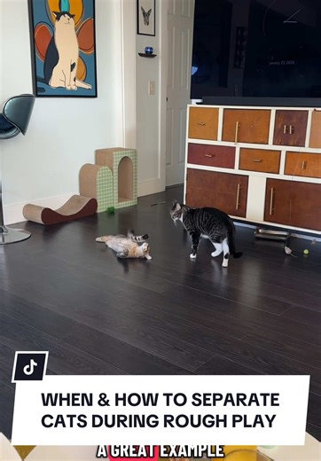 When & How to Safely Separate Cats During Play