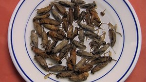 Nova scienceNOW - Five Reasons to Eat Insects - Twin Cities PBS