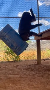 Buddy and his baboon friends had SO much fun playing with a new suspended barrel toy in their enclosure at the Born Free USA Primate Sanctuary. Visit our website to learn more about Buddy, his friends, and the sanctuary! #keepwildlifeinthewild #primatesarenotpets #monkeysanctuary #wildlifesanctuary #primatesanctuary | Born Free USA