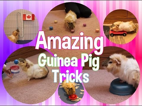 Awesome, Amazing Guinea Pig Tricks by Ace!