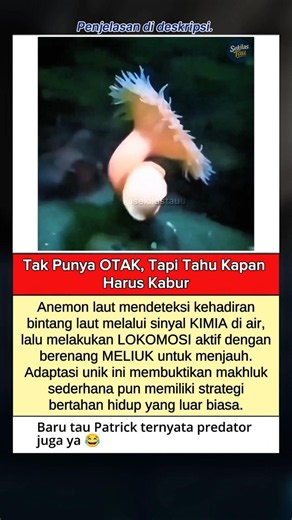 Tak Punya Otak, Anemon Laut Kabur dari Bintang Laut! Fakta Hewan Laut Unik