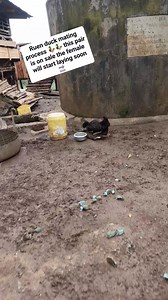 Ruen duck mating process 🦆🦆 this pair is on sale the female will start laying soon 🔜 | Kienyeji Chicken Centre