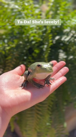 My (slightly chaotic) frog sculpting process! 🐸 This little lady took about 14-16 hours to sculpt and paint! The texture of her skin and her feet were definitely the most challenging parts for me. I'm super proud of her! She's hopping onto a mossy mushroom covered box filled with enchanted handmade fairy miniatures and will be ready to find a loving home this Saturday 3/30 at 3 pm EST! More pics of the finished pieces will be up tomorrow 😊💚 • #frogart #frogcore #froglove #froglover #goblincor