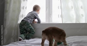 Little boy with dog looking to the window during quarantine. Kid stay at home with the best friend English cocker spaniel.