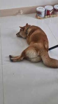 Our New Puppy In Thailand First Days Training And Real Life Dog Owner Update.