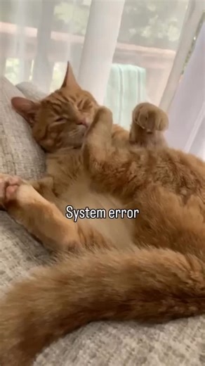 cute_cat_tales🐾 | System error | Instagram