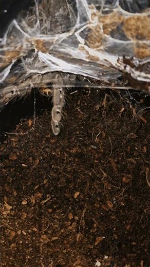 Heteroscodra maculata #tarantula #spider #feeding #animals