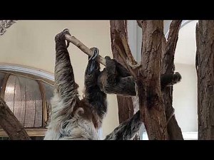 Baby Zweifingerfaultier Nachwuchs Faultier sloth