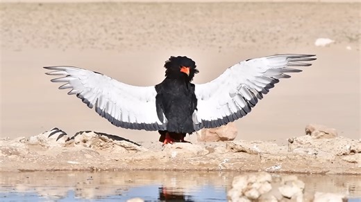 Watch this eagle perform a strange ritual dance