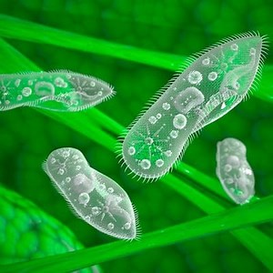 Kingdom Protista: What is it?, Characteristics, Classification and more ▷➡️ Postposmo