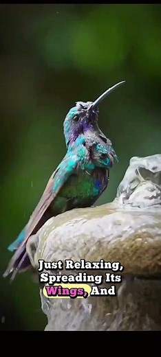Beautiful Hummingbird Taking a Refreshing Bath 💧✨