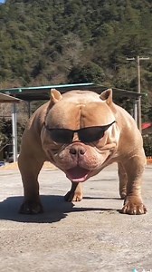 917K views · 10K reactions | OMG so cute i love cat and puppies Funny Cute Animals: Tik Tok Pets Compilation (Part 22) | Best Musical.ly | Facebook