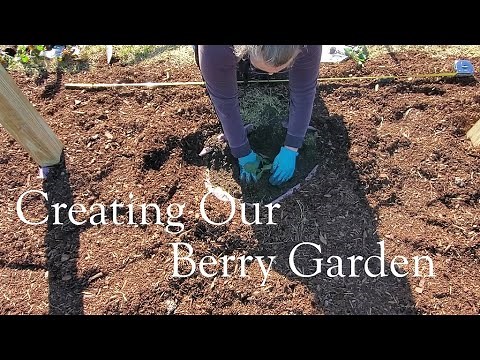 Creating Our Berry Garden | Planting Blackberries, Raspberries, Blueberries, Honeyberries and More