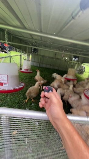 Automated Remote Control Chicken Coop for Organic Farming