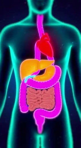 Explaining how the digestive system works #funny #hilariousfails #memes #digestive