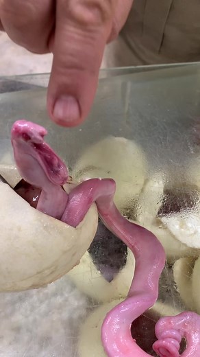 Unusual Baby Reticulated Python Discovery