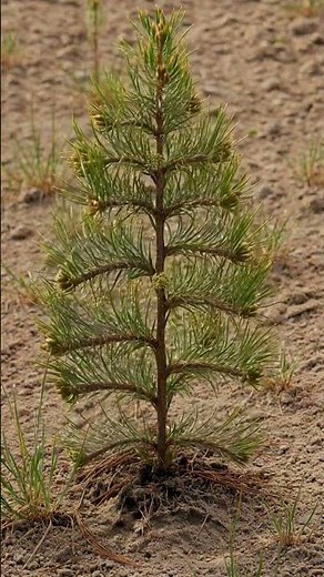 The Life Cycle of a Pine Tree | From Seed to Towering Evergreen