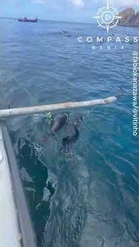 Baby Sea Lions Rescued from Discarded Lobster Trap