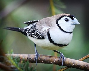 Double barred finch - Alchetron, The Free Social Encyclopedia