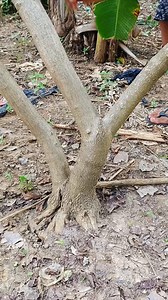 Memperjelas gerak dasar #programbonsai #belajarbonsai #bonsaisancang #bonsailovers | Rendyansyah Putra