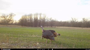 Gobbs in their element! | Stealth Cam