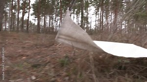 Catching ticks on a white flag. Ticks in the dry grass. Ixodes ricinus or scapularis, spica. Dangerous lurking mite. Acari. Lyme disease.