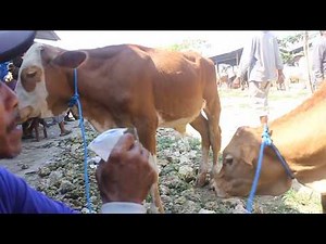 Sapi Pedetan Di Pasar SAPI - INDONESIA CATLE MARKET 2018