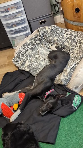 Ivy is a 6 month old Border Collie mix with a heart of gold! She's available for adoption through Brindle Buddies & Friends. Please share so we can get this girl into her forever home! Robyn Goodwin #adoptdontshop | Jarad Goodwin