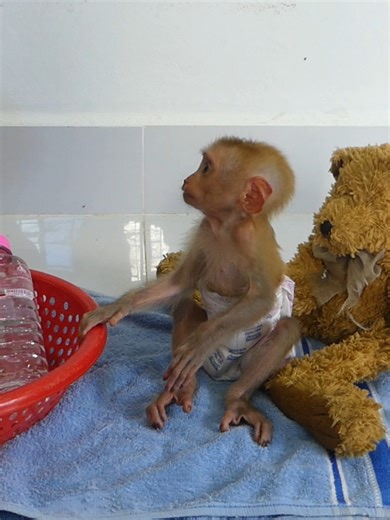 14 reactions | Happy Monkey on Reels | Facebook