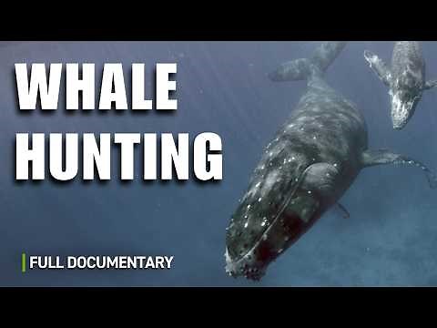 The Dark History of Whale Hunting | Full Nature Documentary